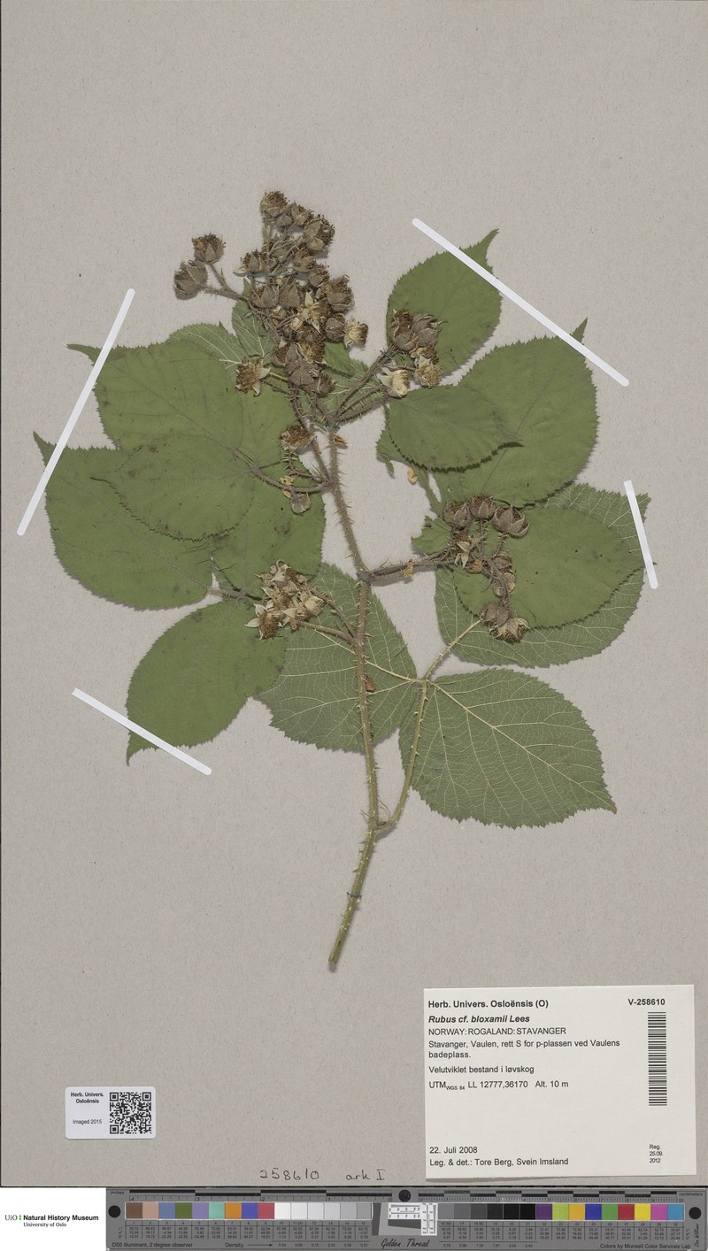 Rubus bloxamii photo 4