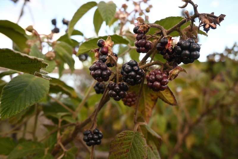 Rubus bogotensis photo 2