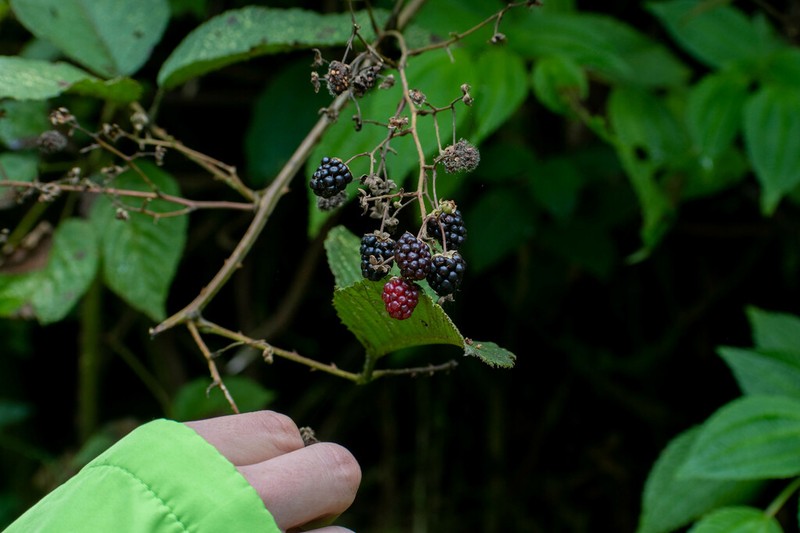 Rubus bogotensis photo 3