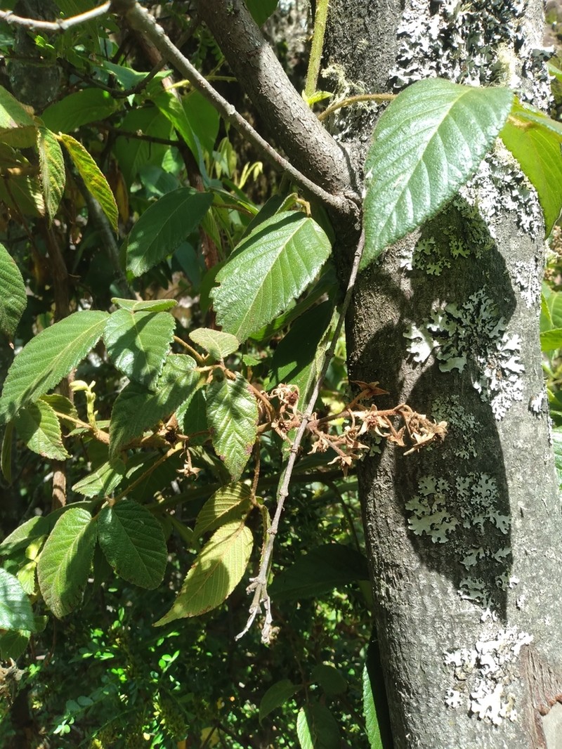 Rubus bogotensis photo 4