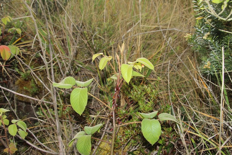 Rubus bogotensis photo 5