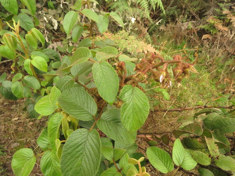 Rubus bogotensis photo 6