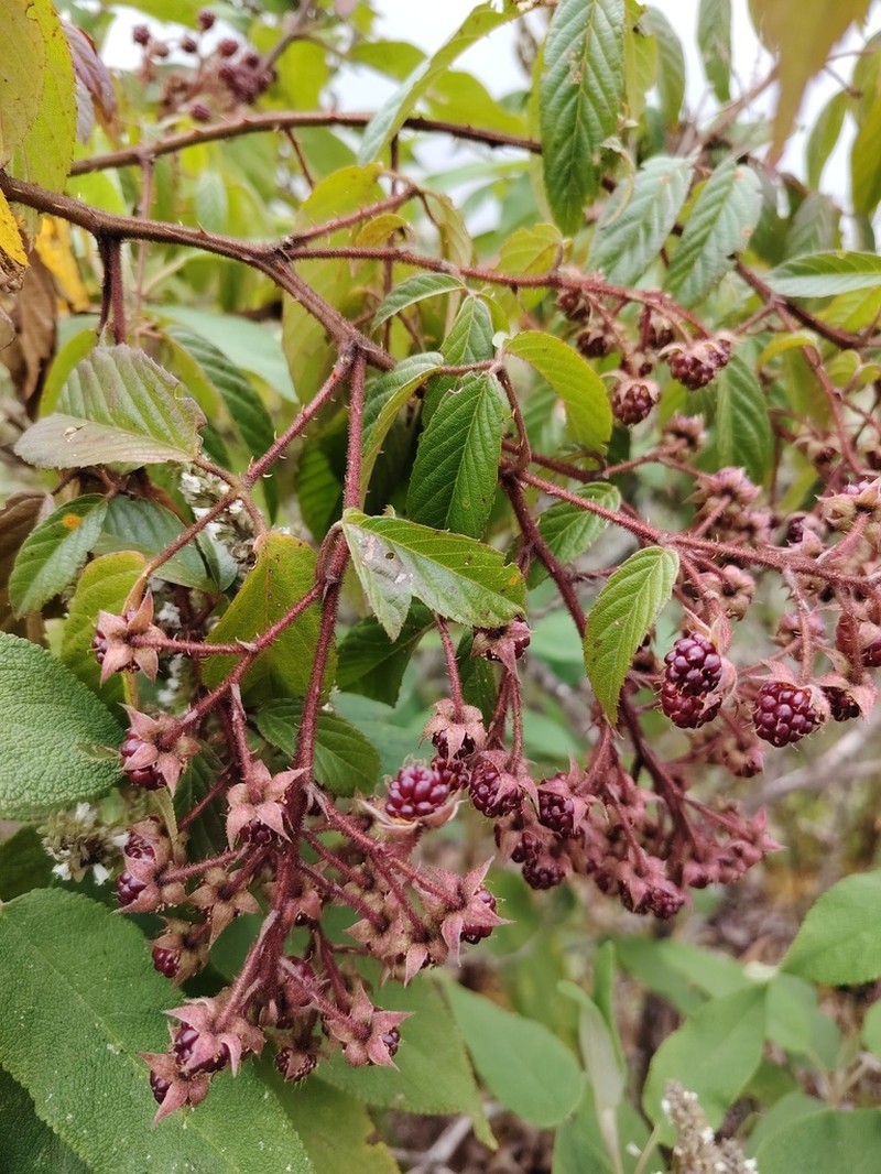 Rubus bogotensis photo 7
