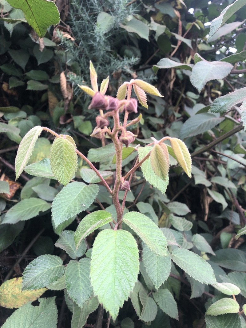 Rubus bogotensis photo 8