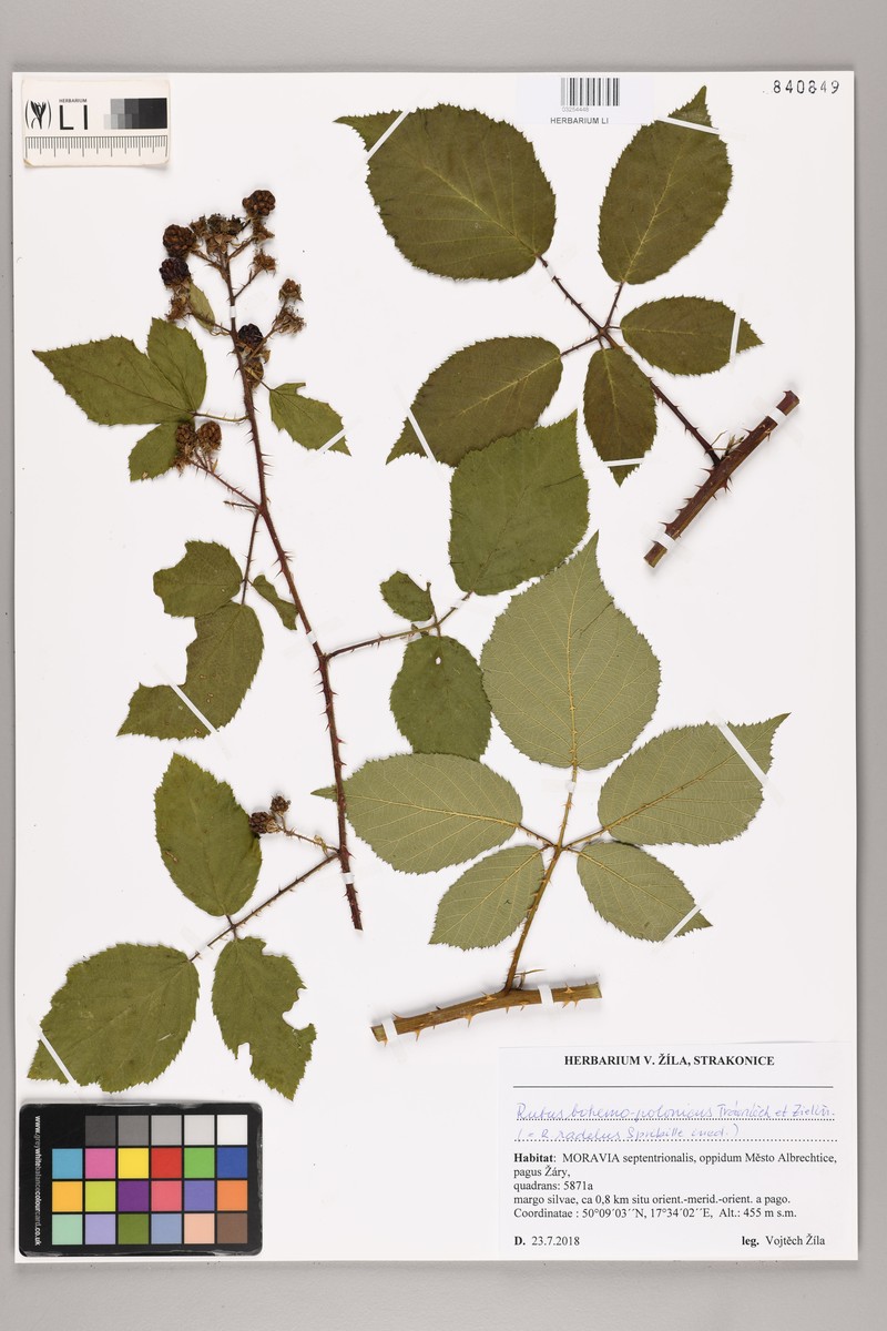 Rubus bohemopolonicus photo 2