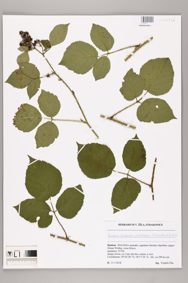 Rubus bohemopolonicus photo 3