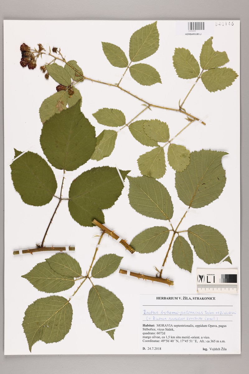 Rubus bohemopolonicus photo 4