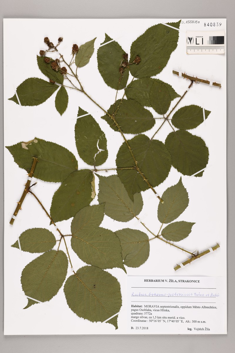 Rubus bohemopolonicus photo 5