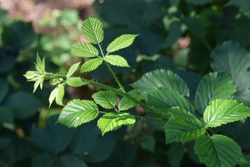 Rubus bohemopolonicus