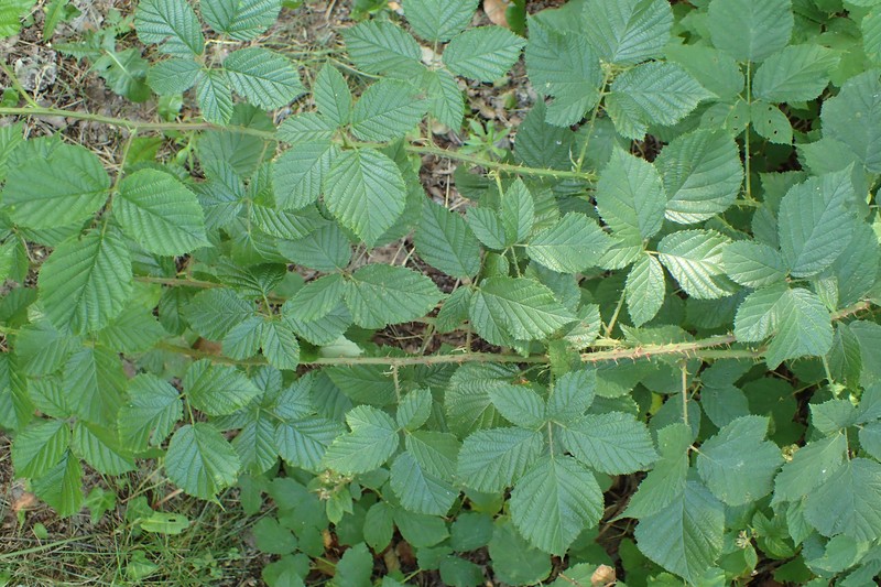 Rubus bohemopolonicus photo 6