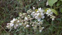 Rubus boliviensis