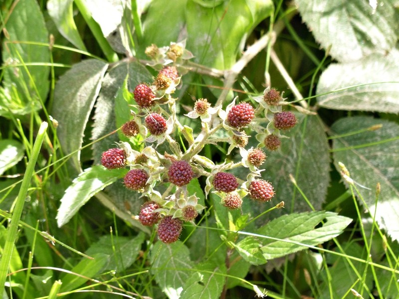 Rubus boliviensis photo 2