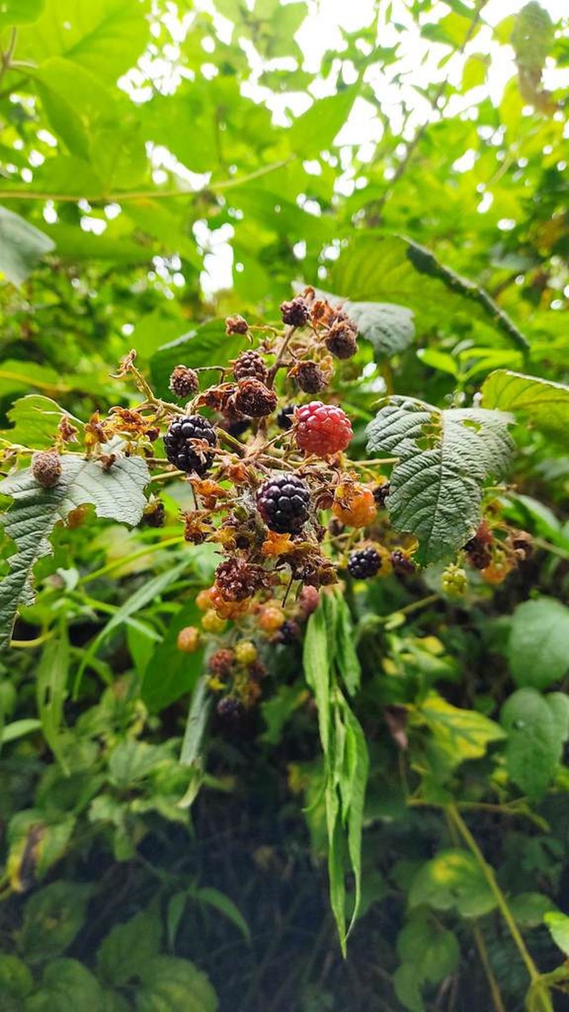 Rubus boliviensis photo 3