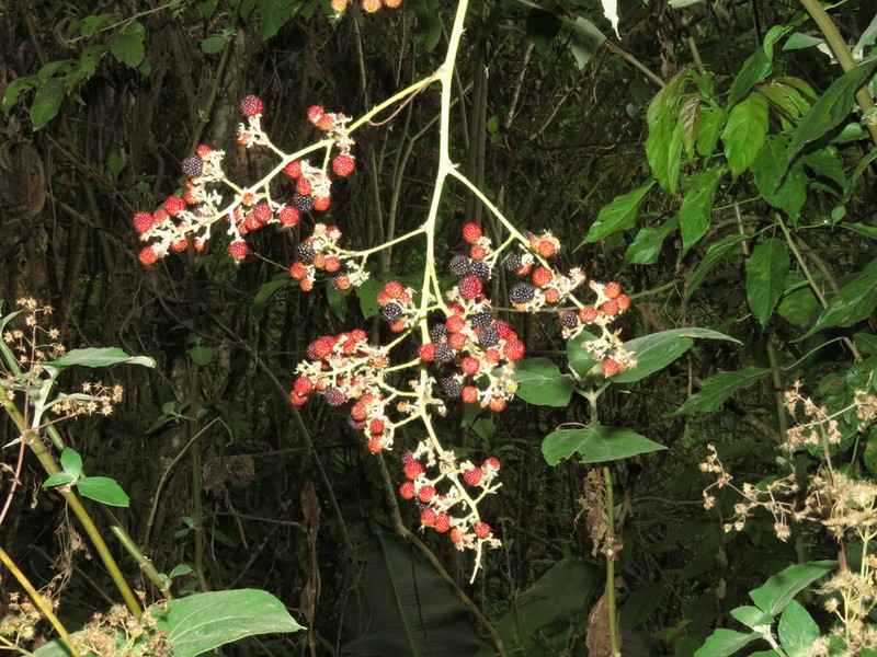 Rubus boliviensis photo 4