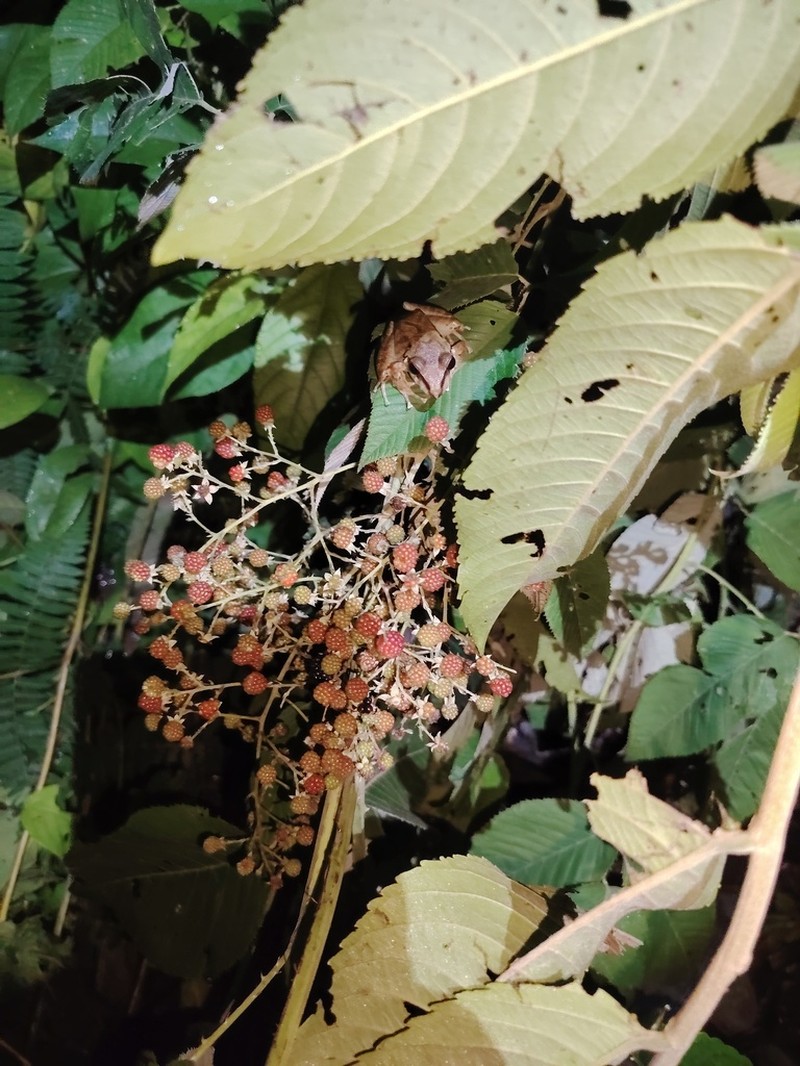 Rubus boliviensis photo 5