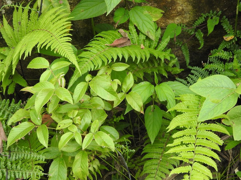 Rubus boliviensis photo 6