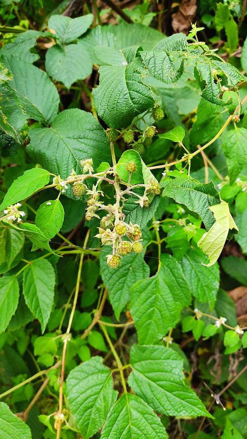 Rubus boliviensis photo 7