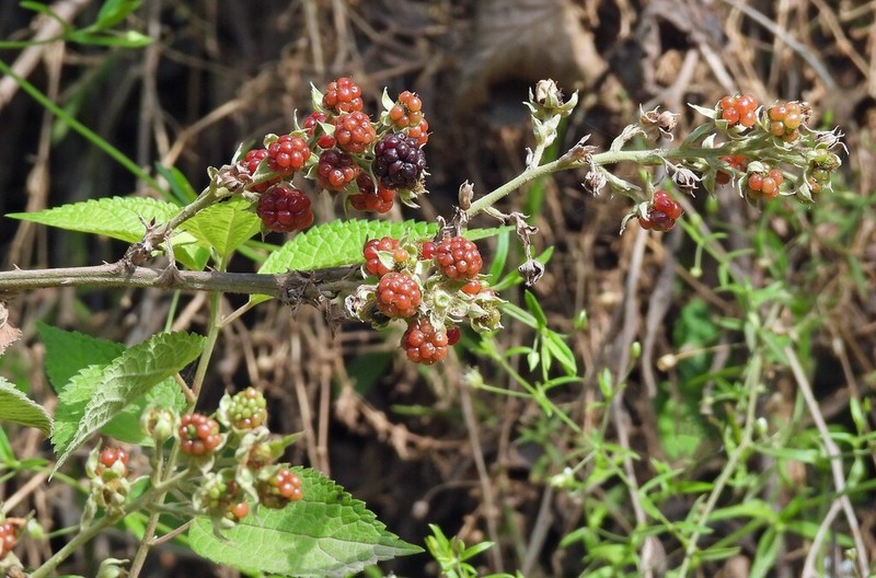 Rubus boliviensis photo 8