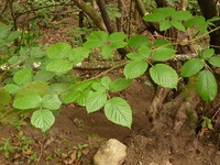 Rubus bollei