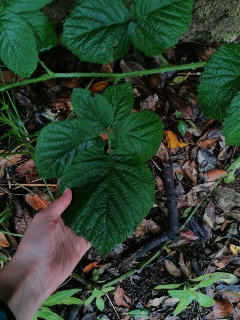 Rubus bollei photo 2