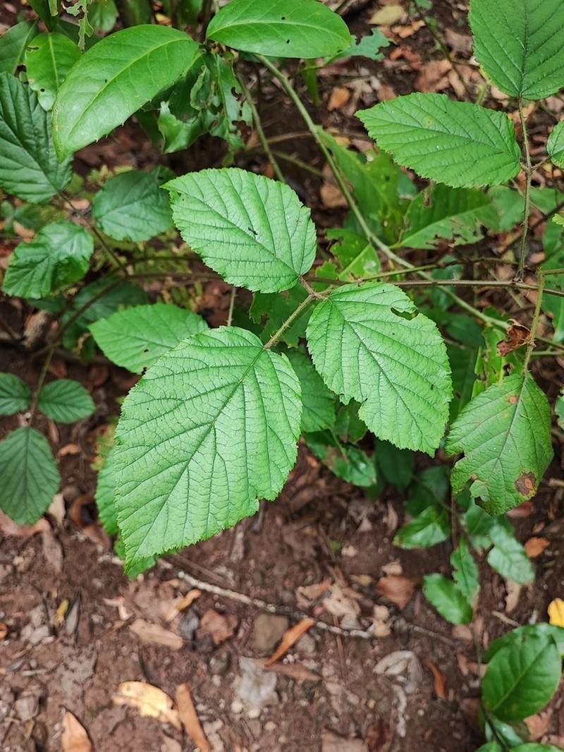 Rubus bollei photo 3