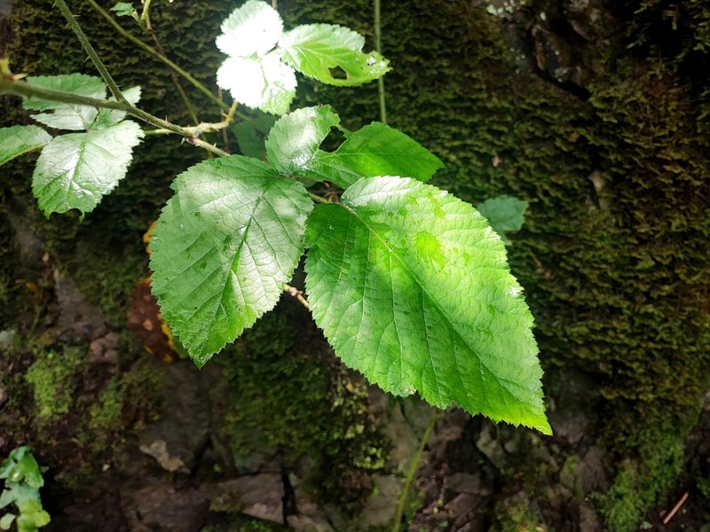 Rubus bollei photo 4