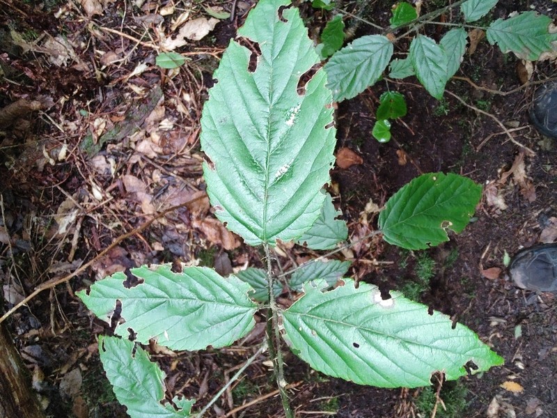 Rubus bollei photo 5