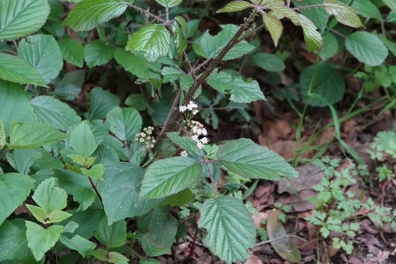Rubus bollei photo 6