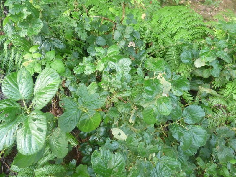 Rubus bollei photo 7