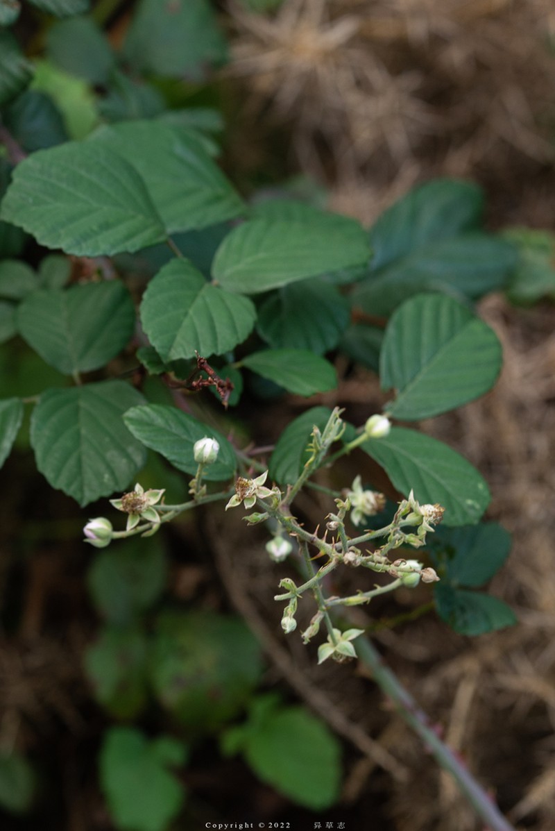 Rubus bollei photo 8