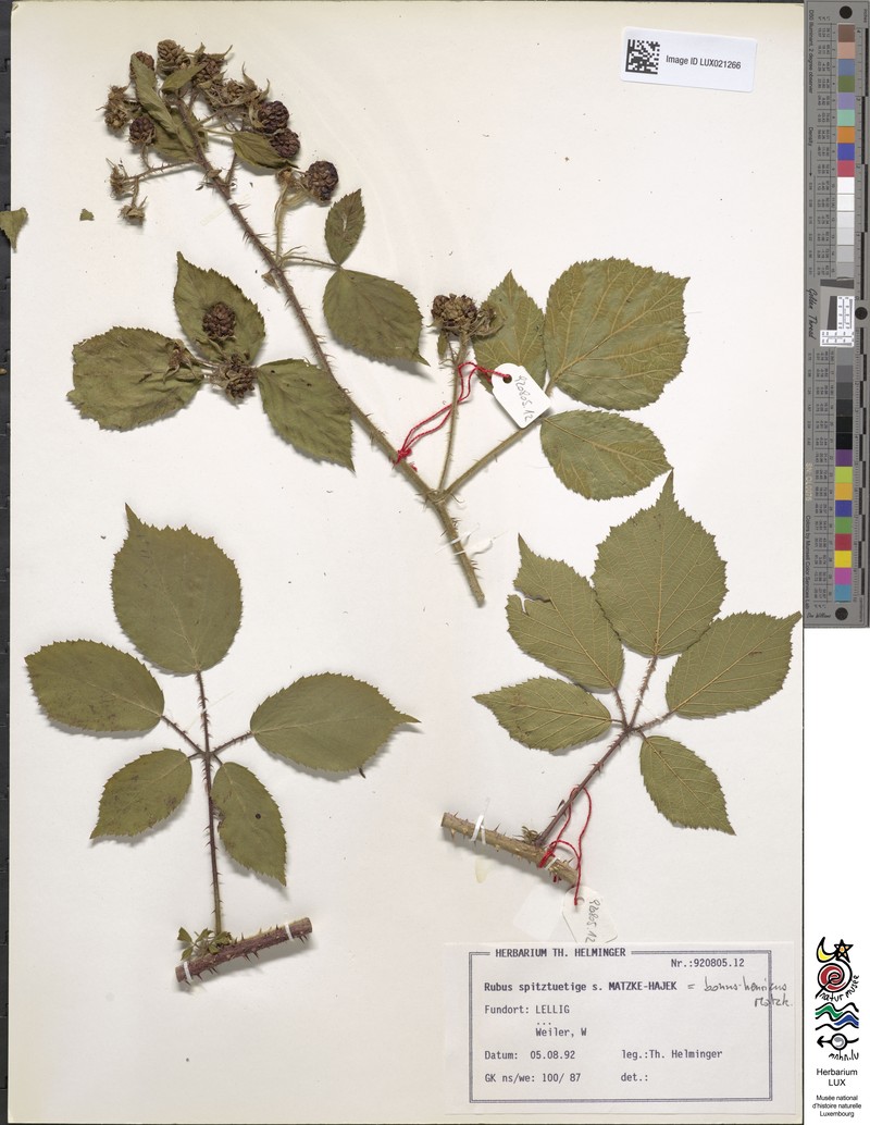 Rubus bonus-henricus
