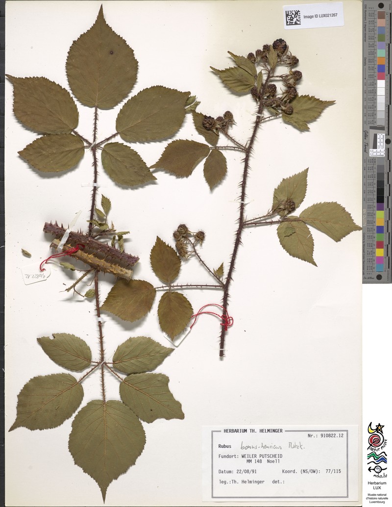 Rubus bonus-henricus photo 2