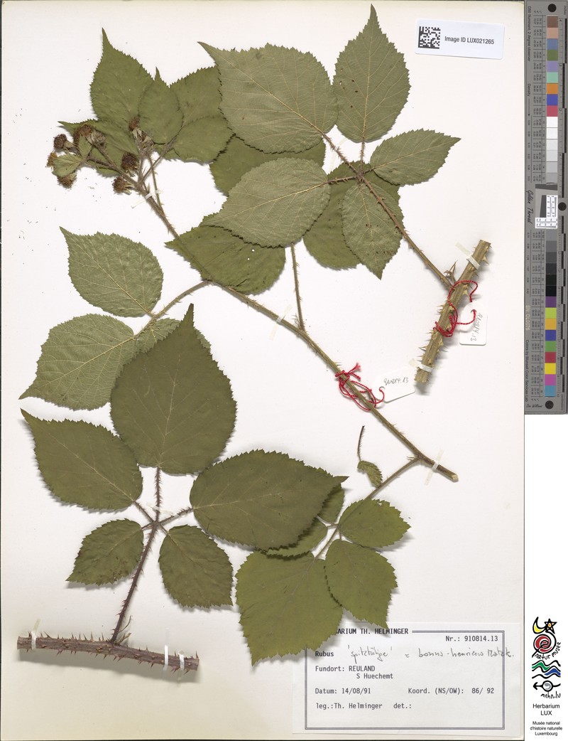 Rubus bonus-henricus photo 3