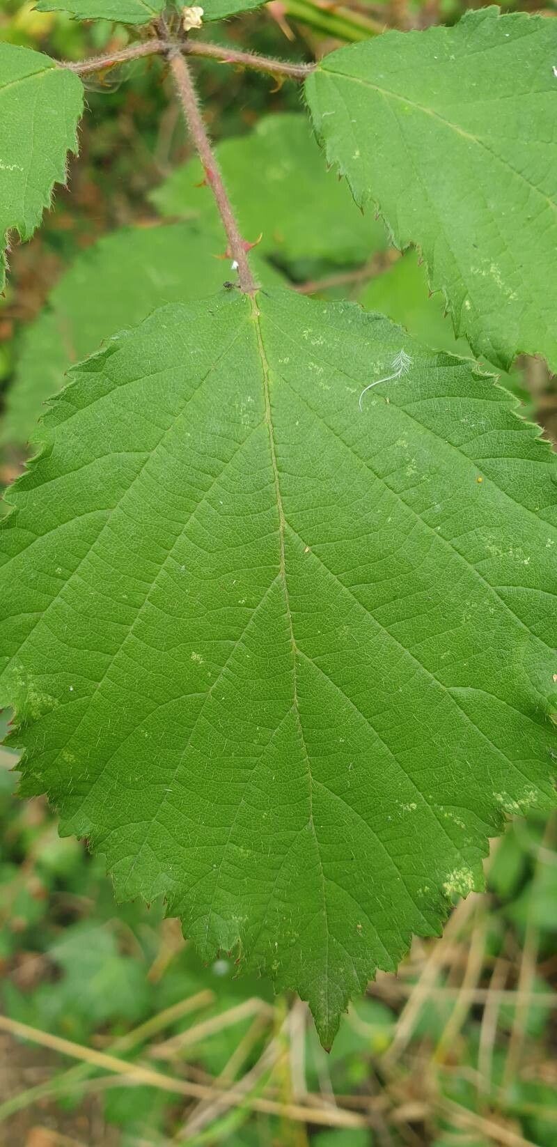 Rubus boraeanus photo 2