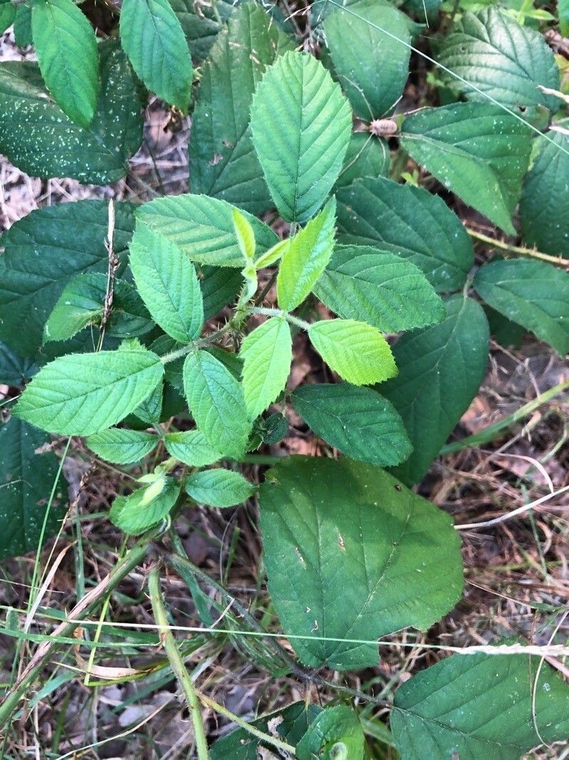Rubus boraeanus photo 3