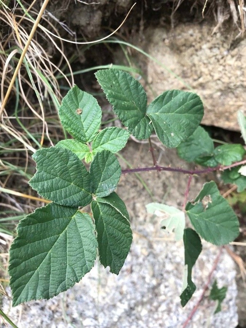 Rubus boraeanus photo 4