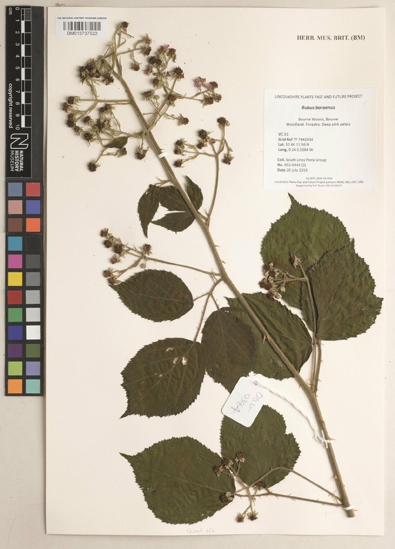Rubus boraeanus photo 5