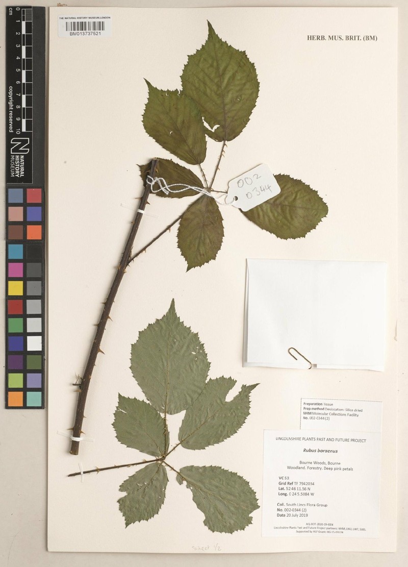 Rubus boraeanus photo 6