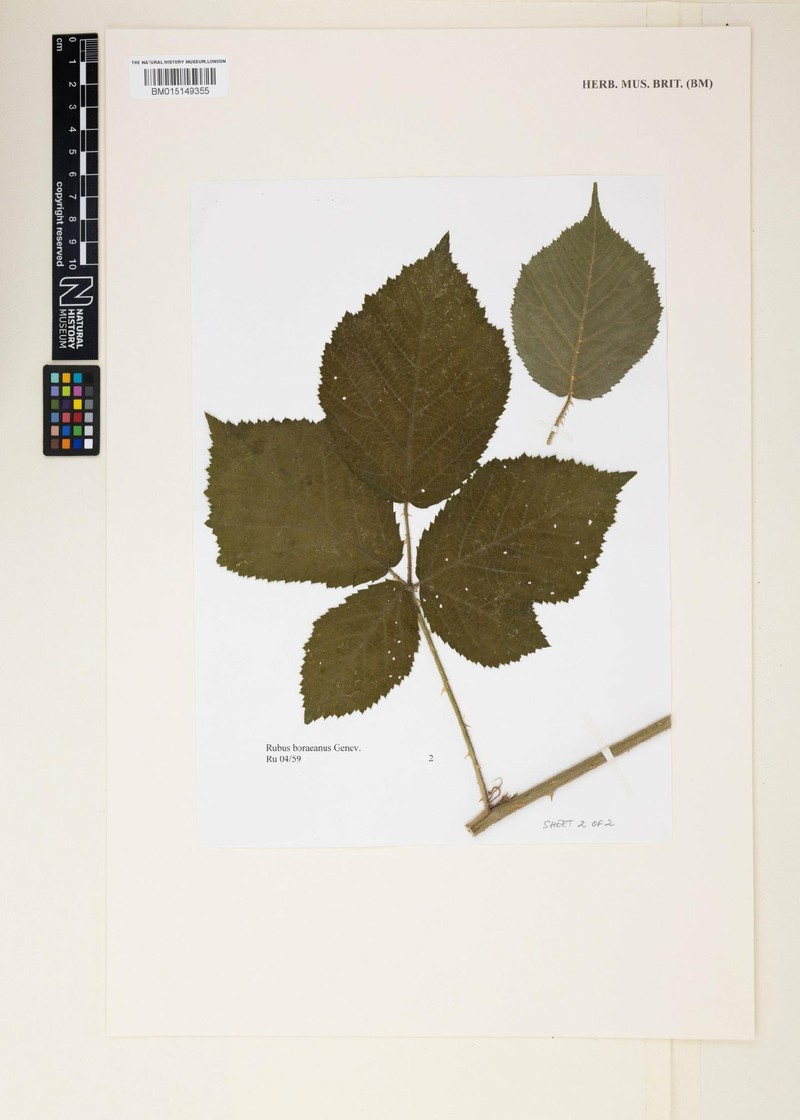 Rubus boraeanus photo 7