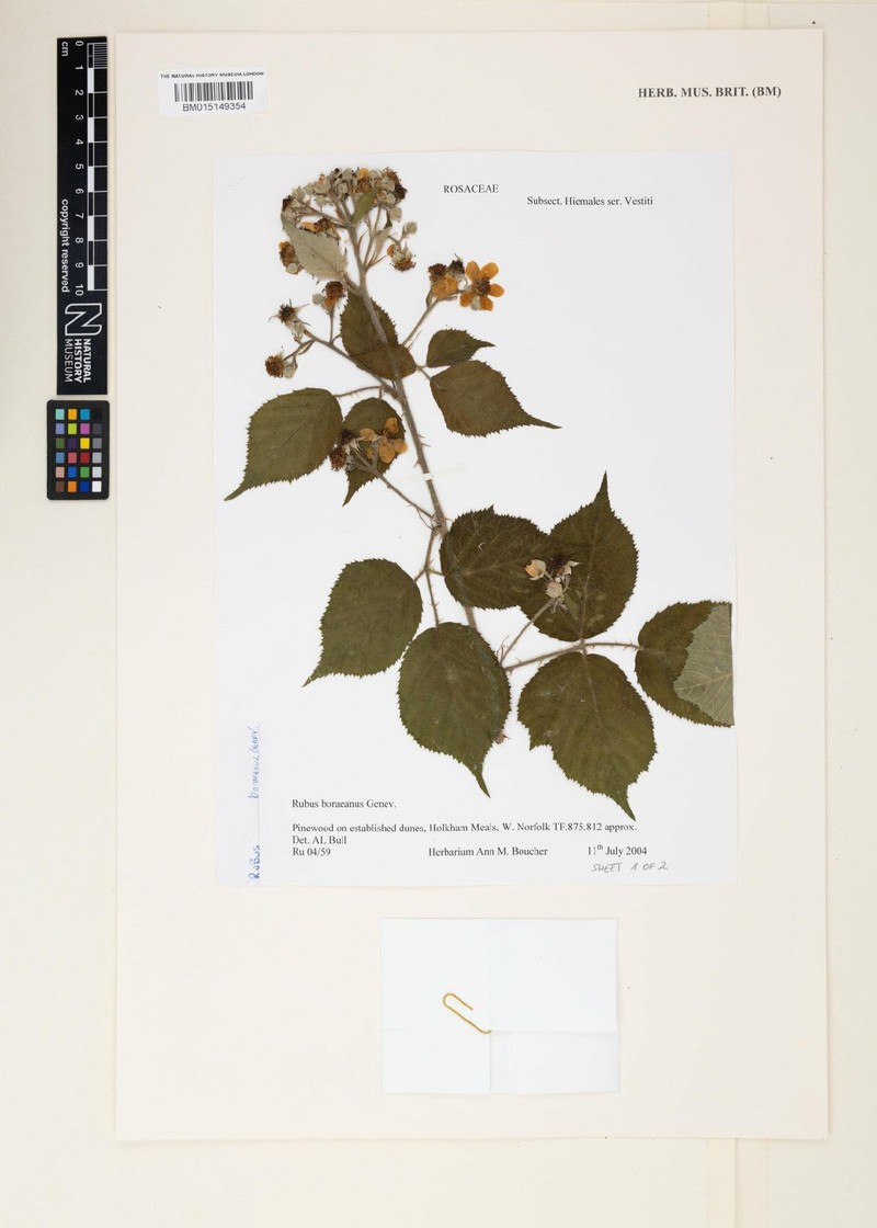 Rubus boraeanus photo 8