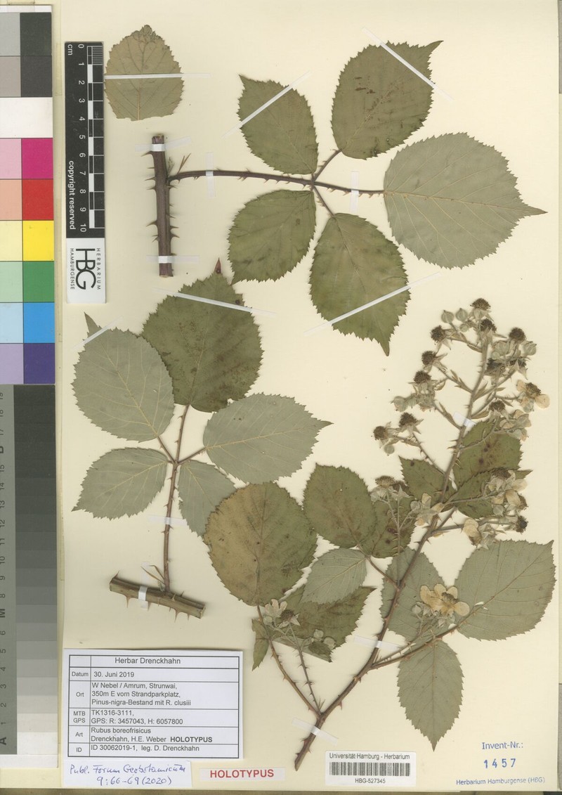 Rubus boreofrisicus