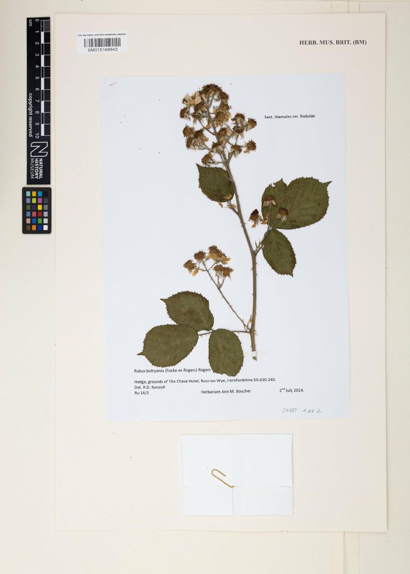 Rubus botryeros