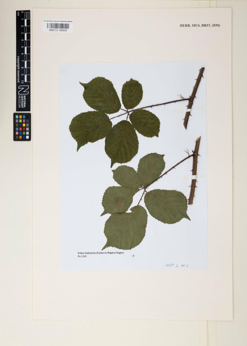 Rubus botryeros photo 2