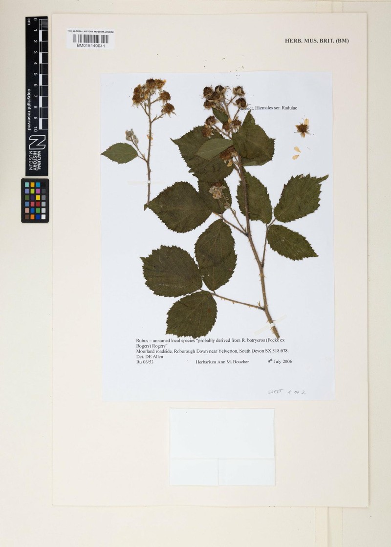 Rubus botryeros photo 3