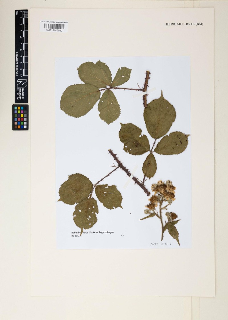 Rubus botryeros photo 4