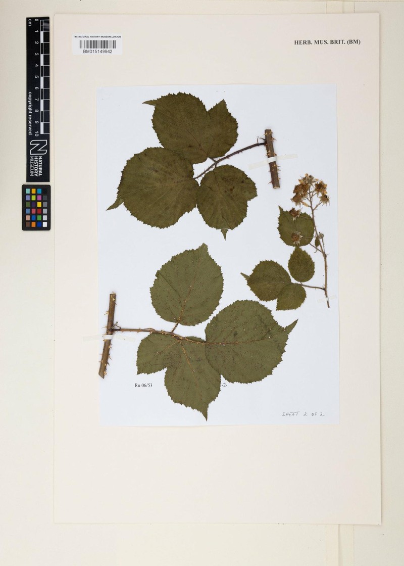 Rubus botryeros photo 5