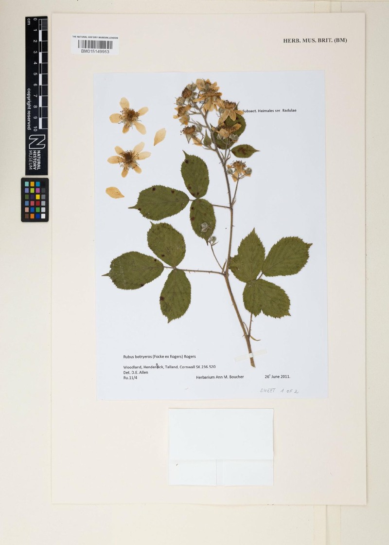 Rubus botryeros photo 6