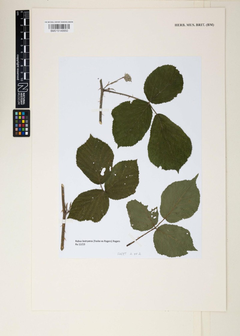 Rubus botryeros photo 7