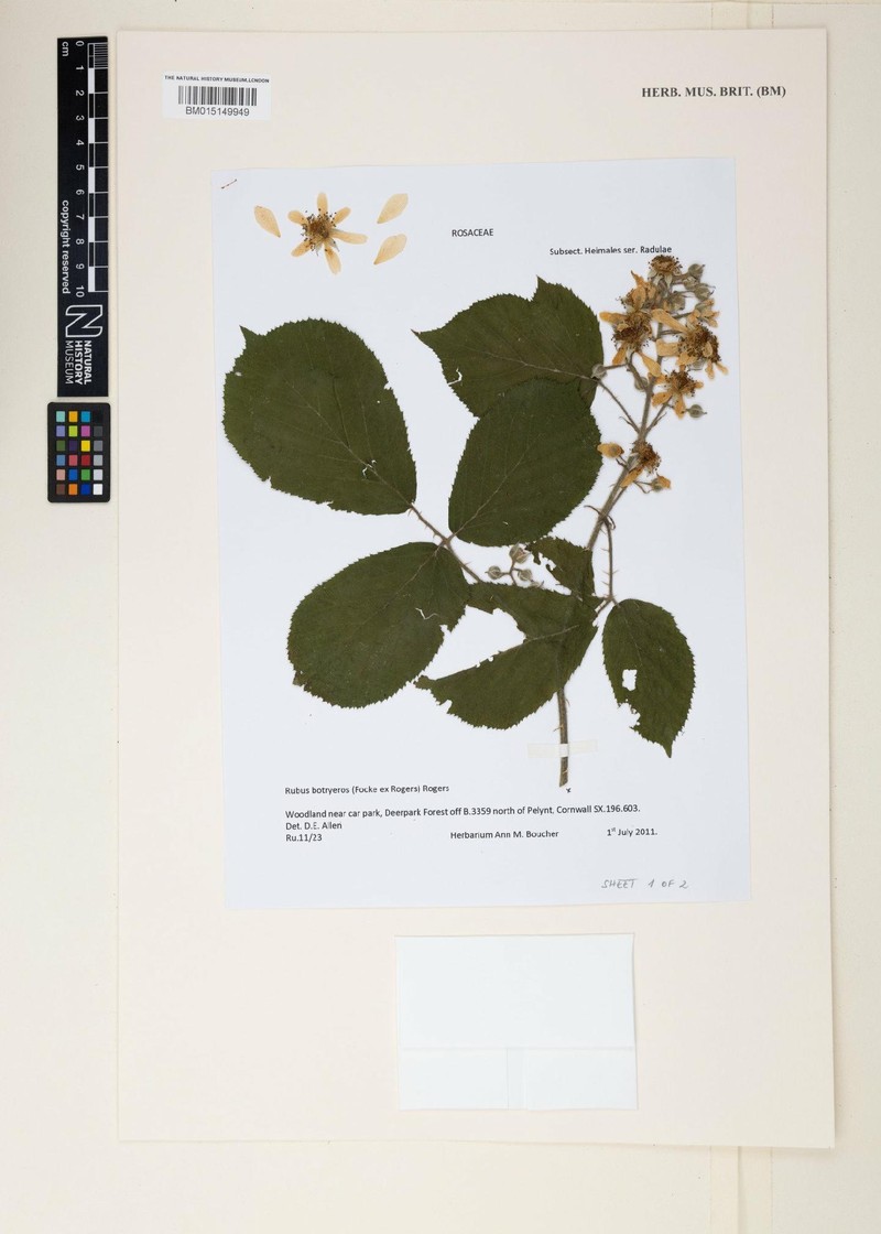 Rubus botryeros photo 8
