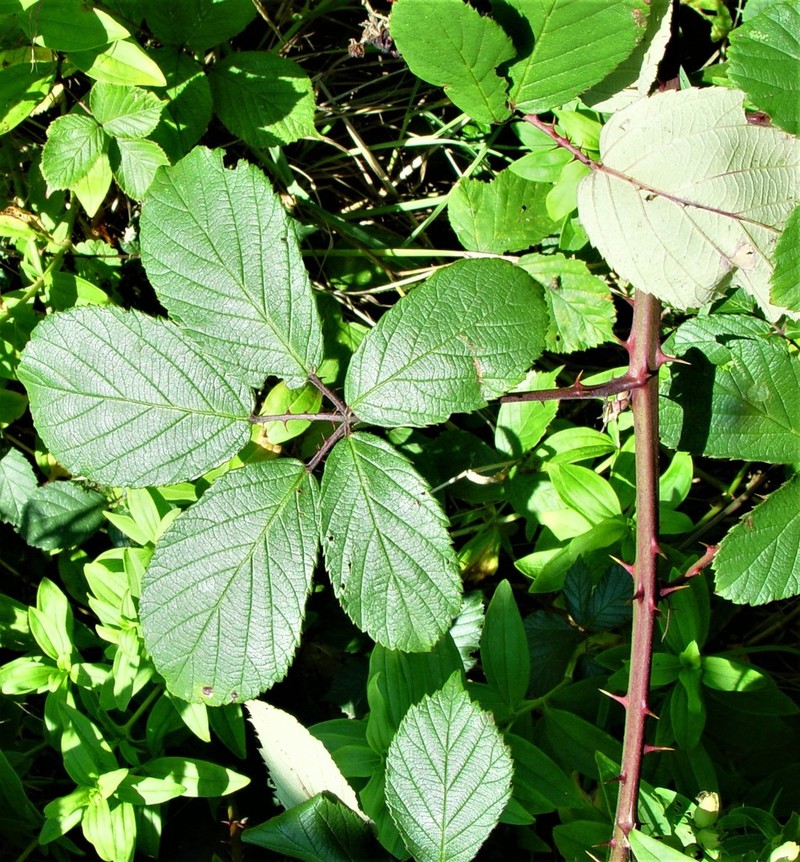 Rubus boudiccae photo 2